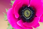 Anemone, Poppy windflower, Anemone coronaria De Caen, Single intensly coloured pink flower.
