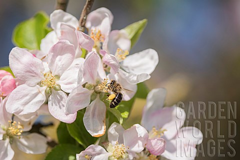 Apple_Malus_domestica_Honey_bee_Apis_mellifera_pollinating_apple_blossom_in_a_garden