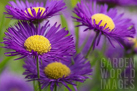 Aster_Purple_Aster_Starwort_Growing_outdoor_in_garden