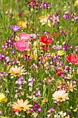 Poppy, Papaver rhooeas, Poppy field, Bright colours of  mixed wildflowers sown as a border create a striking effect.