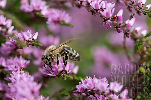 Heather_Calluna_vulgaris_close_up_of_Honey_bee_Apis_mellifera_pollinating_the_flowers_on_moorland_Co
