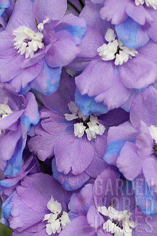 Delphinium_Delphinium_elatum_Purple_coloured_flowers_growing_outdoor