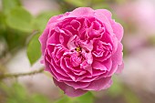 Rose, Rose Harlow Carr, Rosa Harlow Carr, Pink coloured flower growing outdoor.