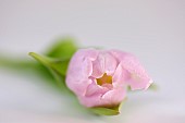 Tulip, Tulipa,  Studio shot of single pink coloured flower.