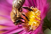 Aster, Honey bee Apis mellifera, pollinating flower in a garden border.
