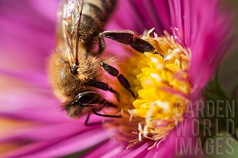 Aster_Honey_bee_Apis_mellifera_pollinating_flower_in_a_garden_border
