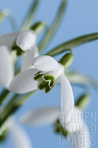 Snowdrop_Common_snowdrop_Galanthus_nivalis_Small_group_against_a_blue_sky