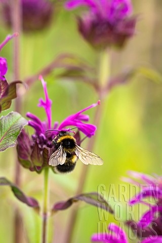 Bergamot_Bee_balm_Monarda_fistulosa_Garden_bumble_bee_Bombus_hortorum_pollinating_a_pink_flower