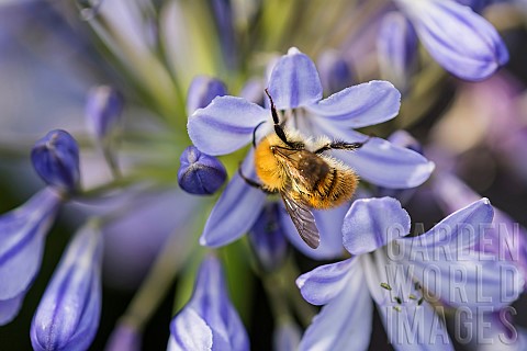 Agapanthus_Common_carder_bee_Bombus_pascorum_pollinating_blue_African_lily_flower