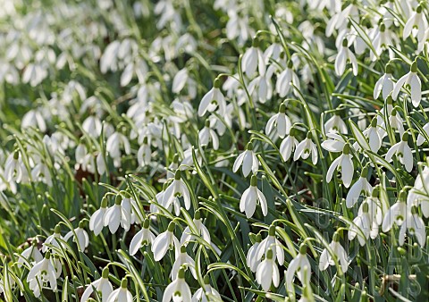 Snowdrop_Common_snowdrop_Galanthus_nivalis_Small_white_flowers_growing_outdoor_in_woodland