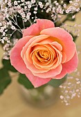 Rose, Rosa, Studio shot of single peach coloured flower with gypsophila in vase.