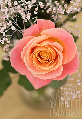Rose_Rosa_Studio_shot_of_single_peach_coloured_flower_with_gypsophila_in_vase