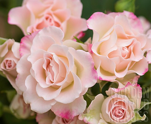 Rose_Rosa_Studio_shot_of_pink_edged_flowers