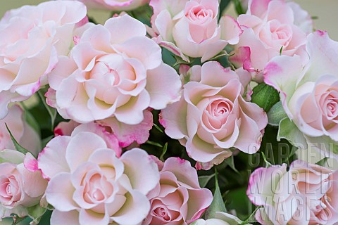 Rose_Rosa_Studio_shot_of_pink_edged_flowers