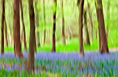 HYACINTHOIDES - VARIETY NOT IDETIFIED, BLUEBELL WOOD