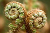 PAIR OF FURLED FERN FRONDS, CLOSE UP