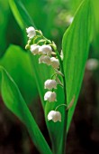 CONVALLARIA MAJALIS, LILY-OF-THE-VALLEY