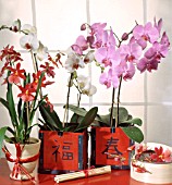 MIXED ORCHIDS; X BURRAGEARA NELLY EISLER AND PHALAENOPSIS SP.