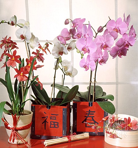 MIXED_ORCHIDS_X_BURRAGEARA_NELLY_EISLER_AND_PHALAENOPSIS_SP