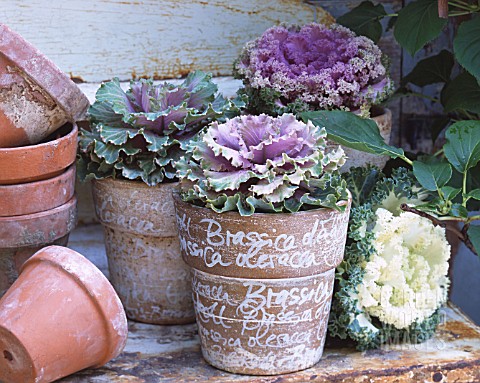 TERRACOTTA_POTS_WITH_ORNAMENTAL_CABBAGES