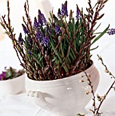 MUSCARI ARMENICUM AND WILLOW TWIGS