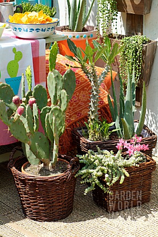 WESTERN_THEMED_GARDEN_PARTY_WITH_OPUNTIA_PACHYPODIUM_LAMEREI_AND_ALOE_VERA