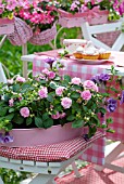 IMPATIENS AND PETUNIAS ON A GARDEN CHAIR
