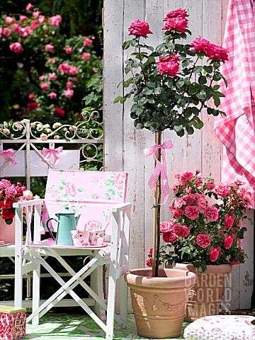 STANDARD_POTTED_ROSE_ON_BALCONY_IN_TERRACOTTA_POT