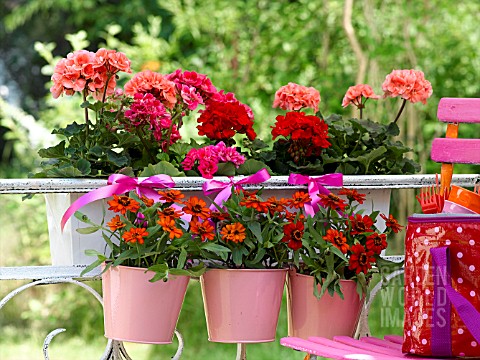 ZINNIAS_AND_GERANIUM_IN_SMALL_BUCKETS_HANGING_ON_THE_BALCONY_BALUSTRADE
