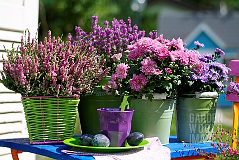 POTTED_HEATHERS_ASTERS_AND_CHRYSANTHEMUMS