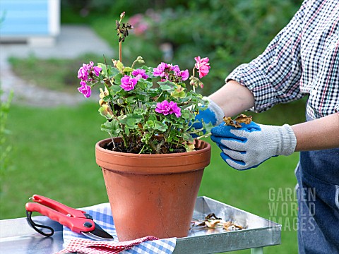 ACTION_GERANIUM__REMOVING_FADED_LEAVES