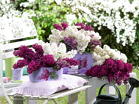 LILAC_BLOSSOMS_IN_METAL_POTS