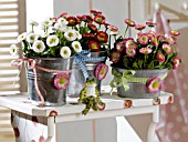BELLIS PERENNIS DECORATED CONTAINERS