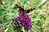RED ADMIRAL BUTTERFLY ON A BUDDLEJA