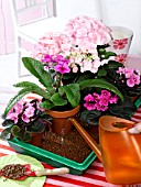 OVER THE WEEKEND: HOUSEPLANTS IN SMALL TRAY WITH WET EXPANDED CLAY GRANULES