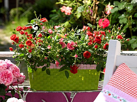 ROSES_IN_A_FLOWERBOX