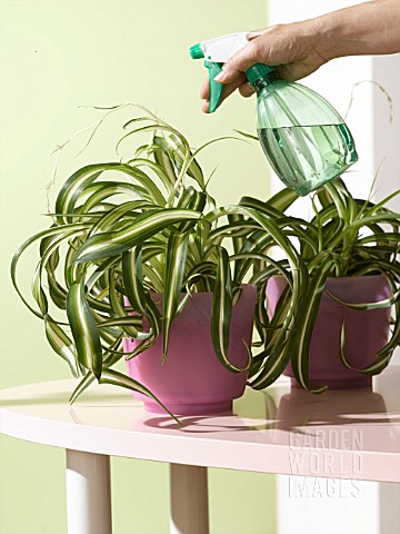 TAKING_CARE_OF_YOUR_PLANTS_SPRAYING