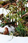 GALANTHUS IN THE SNOW