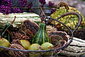 AUTUMN BASKET SELECTION WITH FRUITS AND BRACKET FUNGUS