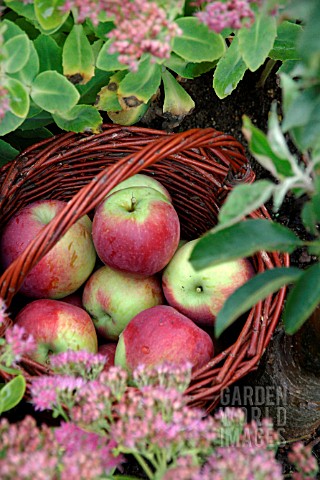 APPLES_IN_A_BASKET