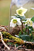 HELLEBORUS NIGER IS UNDER A LARGE GLASS DOME TO PROTECT FROM FROST