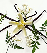 Vanilla, Vanilla planifolia, Studio shot against white background of Flowers, plants and dried pods.