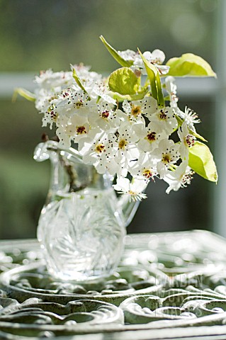 PYRUS_CALLERYANA_SPRING_BLOSSOM_IN_CRYSTAL_PITCHER