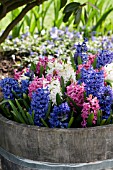 HYACINTHUS ORIENTALIS PINK PEARL, BLUE JACKET AND CARNEGIE, DUTCH OR COMMON HYACINTH, PLANTED IN BARREL