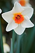 NARCISSUS RED HILL