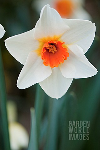 NARCISSUS_RED_HILL
