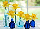 NARCISSUS DUTCH MASTER IN BLUE GLASS VASES