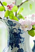 APPLE BLOSSOM IN BLUE AND WHITE PITCHER