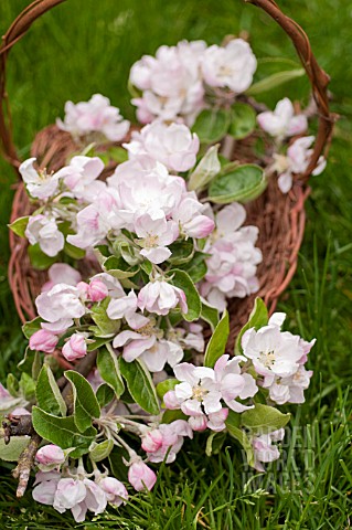 BLOSSOMS_OF_MALUS_IN_BASKET_IN_SPRING