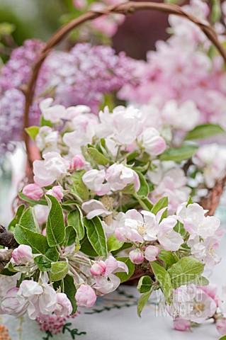 BLOSSOMS_OF_MALUS_AND_SYRINGA_VULGARIS_IN_BASKET_IN_SPRING